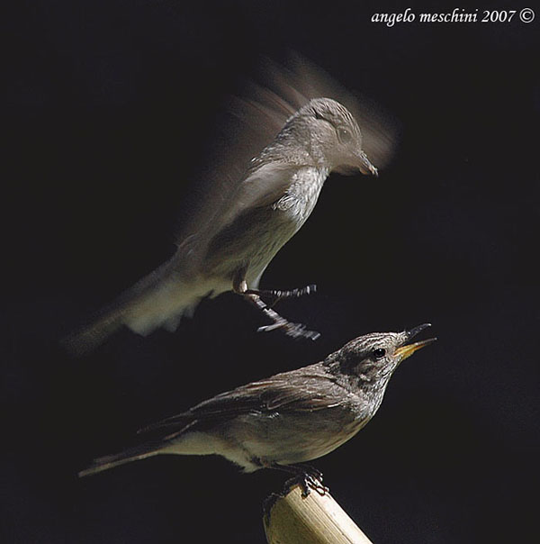 Pigliamosche Muscicapa striata. Le suggestioni del volo....